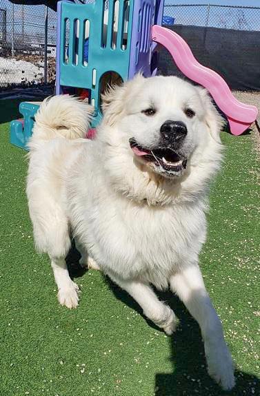 TITUS- Needs a foster/forever home!, an adoptable Great Pyrenees in Birmingham, MI, 48012 | Photo Image 1