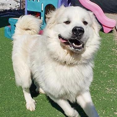 TITUS- Needs a foster/forever home!, a Adoptable mixed breed in Birmingham, MI image 3/6