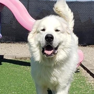 TITUS- Needs a foster/forever home!, Adoptable, Senior Male Great Pyrenees.