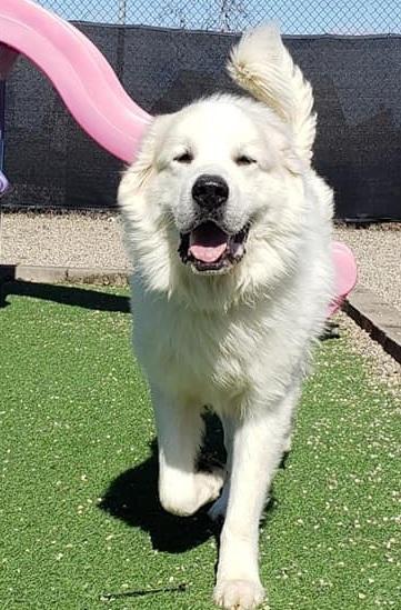 TITUS- Needs a foster/forever home!, an adoptable Great Pyrenees in Birmingham, MI, 48012 | Photo Image 6