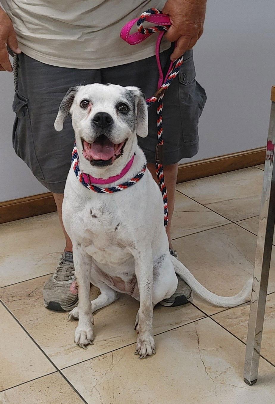 Enlarge Lilly, a Adopted Boxer in Shakopee, MN image 1/3