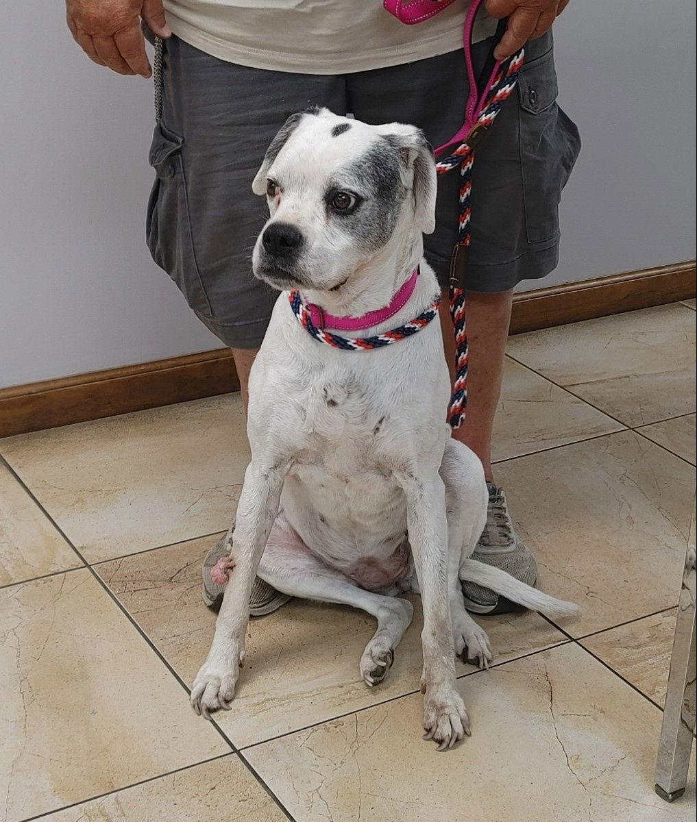 Enlarge Lilly, a Adopted Boxer in Shakopee, MN image 2/3