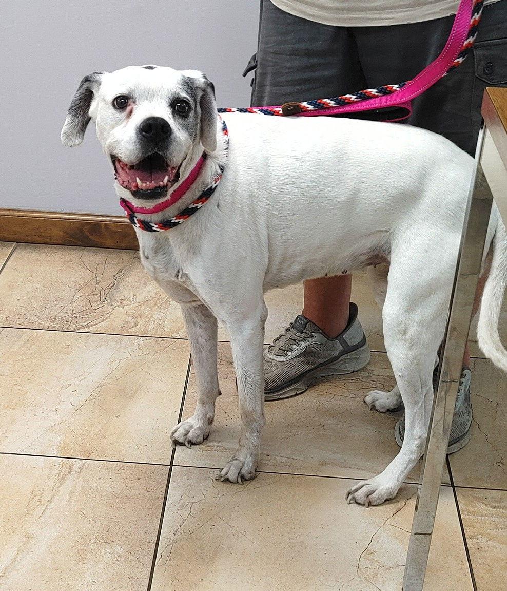 Enlarge Lilly, a Adopted Boxer in Shakopee, MN image 3/3