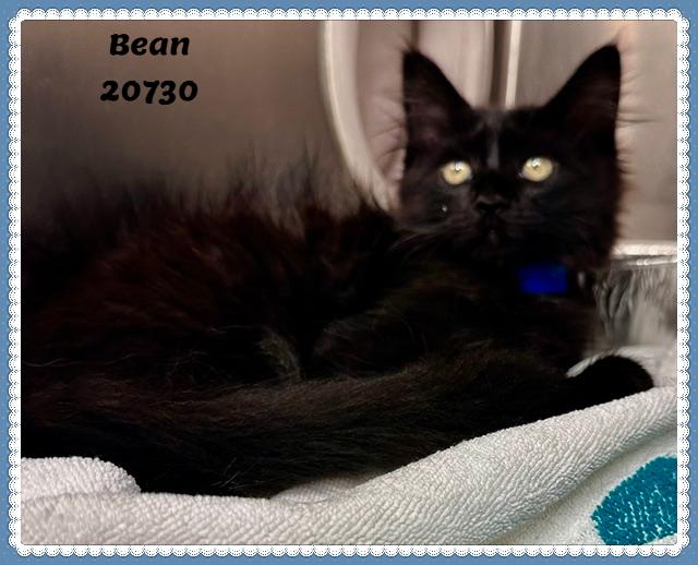 BEAN/VADAR, an adopted mixed breed in Marietta, GA image 3/4