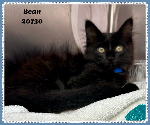 BEAN/VADAR, an adopted mixed breed in Marietta, GA image 1/4