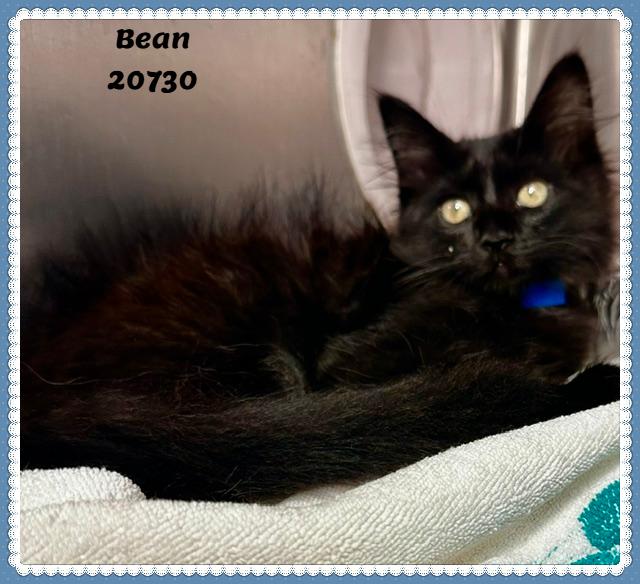 BEAN/VADAR, an adopted mixed breed in Marietta, GA image 4/4