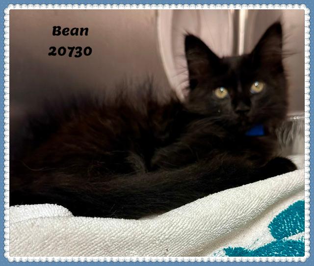 BEAN/VADAR, an adopted mixed breed in Marietta, GA image 2/4