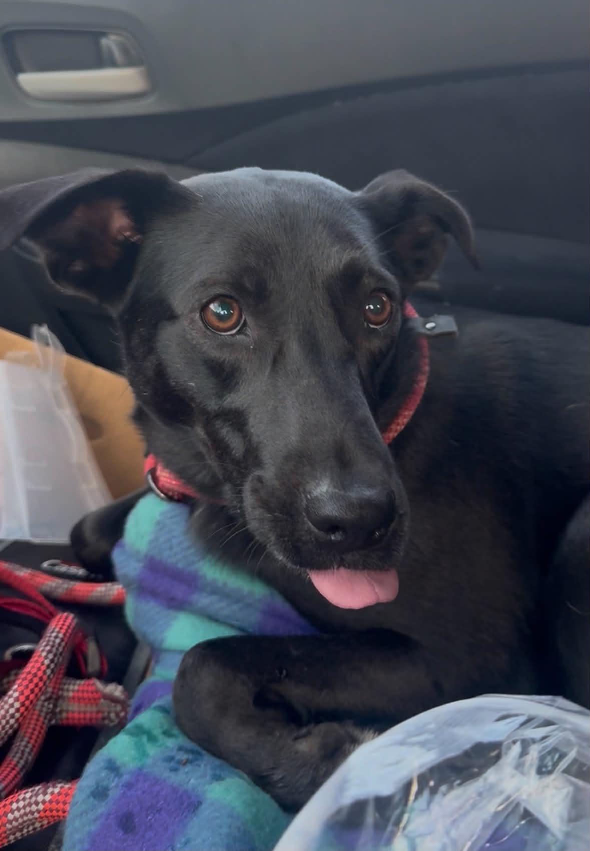 Suzie, Adoptable, Adult Female Black Labrador Retriever.