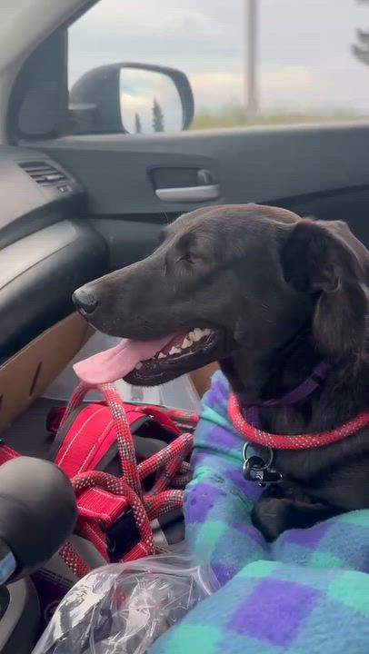 Enlarge Suzie, a Adoptable mixed breed in Arlee, MT video 3/3