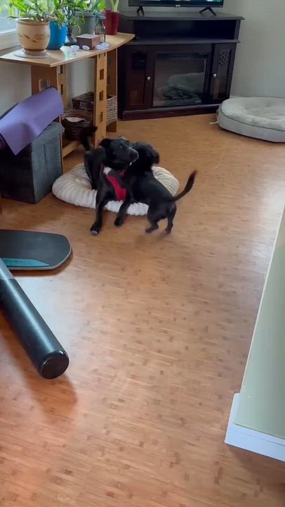 Enlarge Suzie, a Adoptable mixed breed in Arlee, MT video 2/3