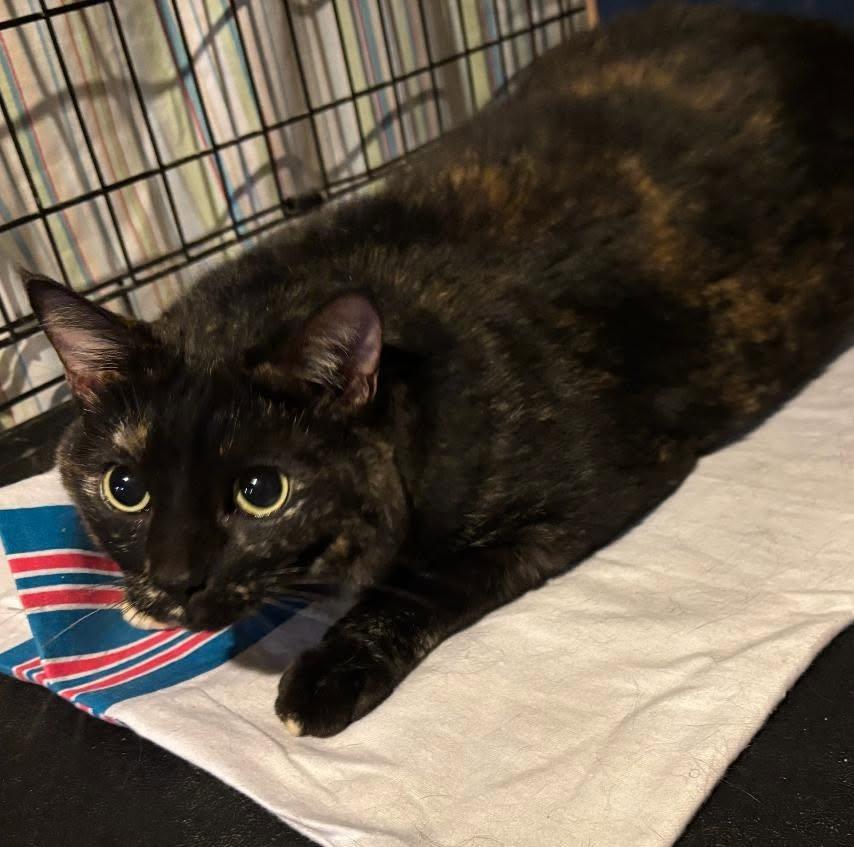 OLIVE 6( F) Emergency Foster Needed, Adoptable, Adult Female Domestic Short Hair.
