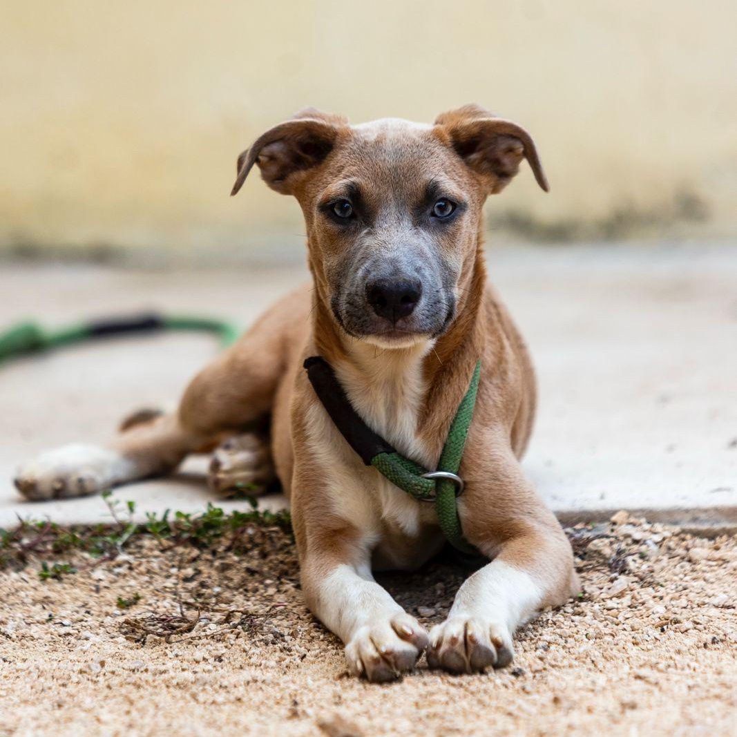 Muffin, ADOPTABLE, Young Male Coonhound & Whippet.