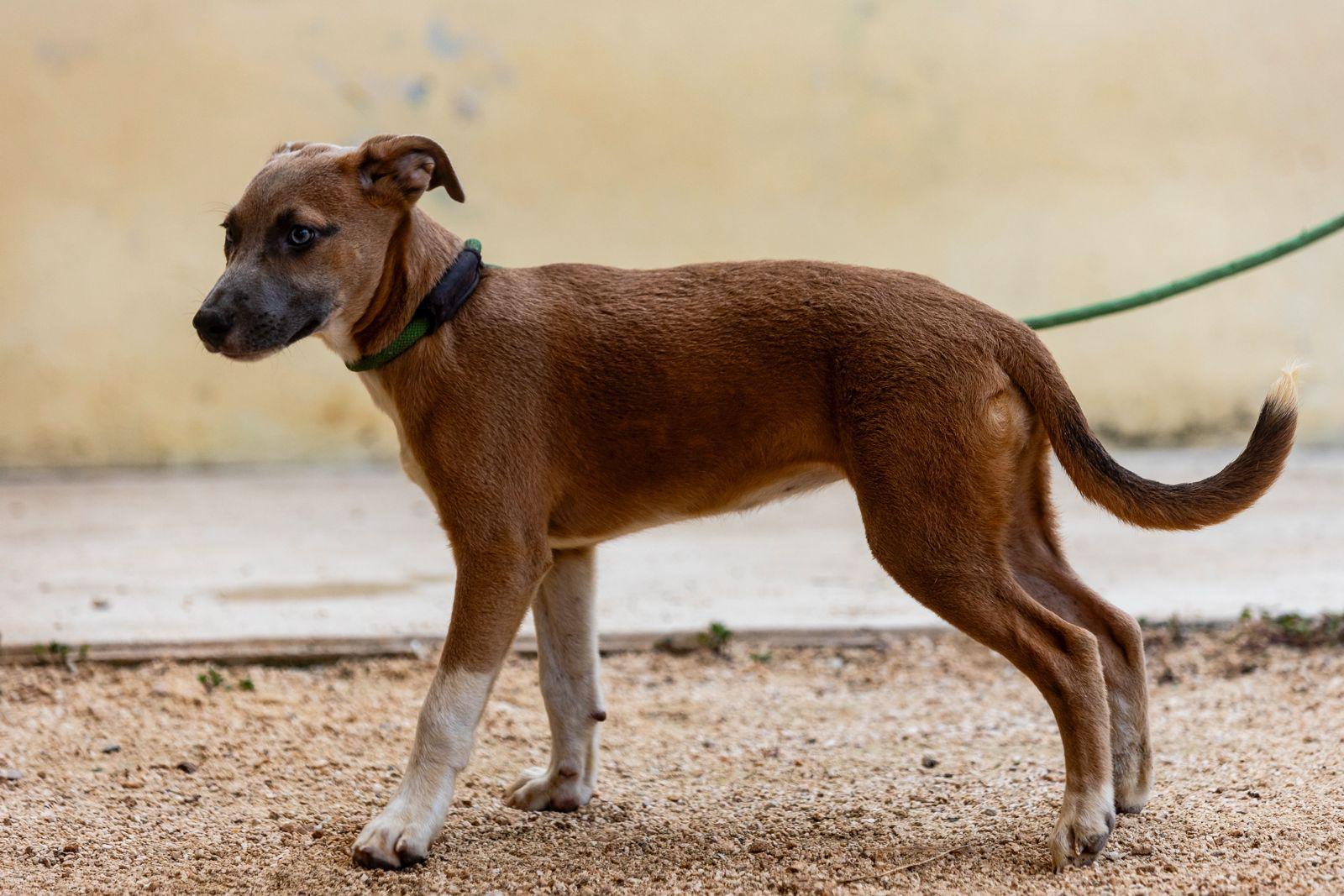 Enlarge Muffin, a ADOPTABLE mixed breed in New York, NY image 5/6