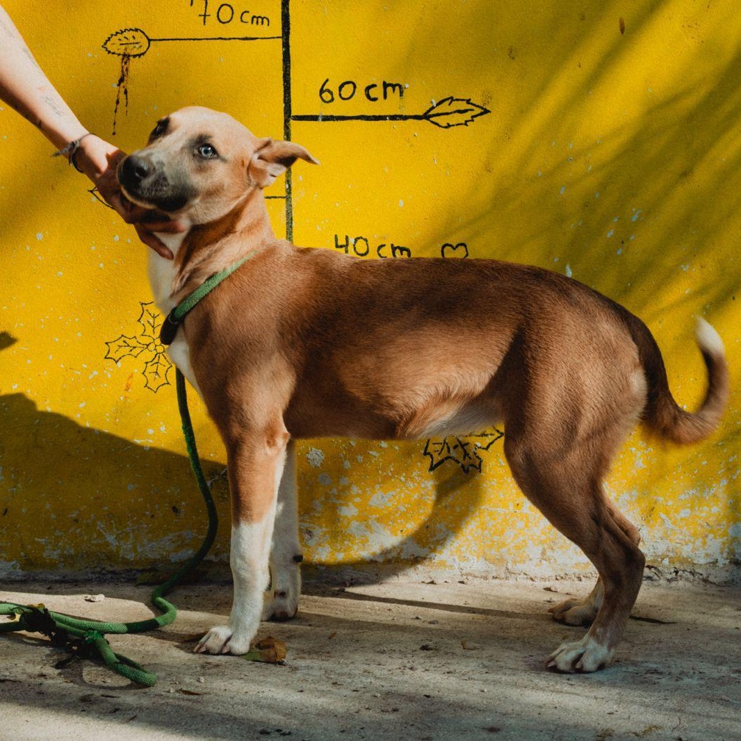 Enlarge Muffin, a ADOPTABLE mixed breed in New York, NY image 3/6