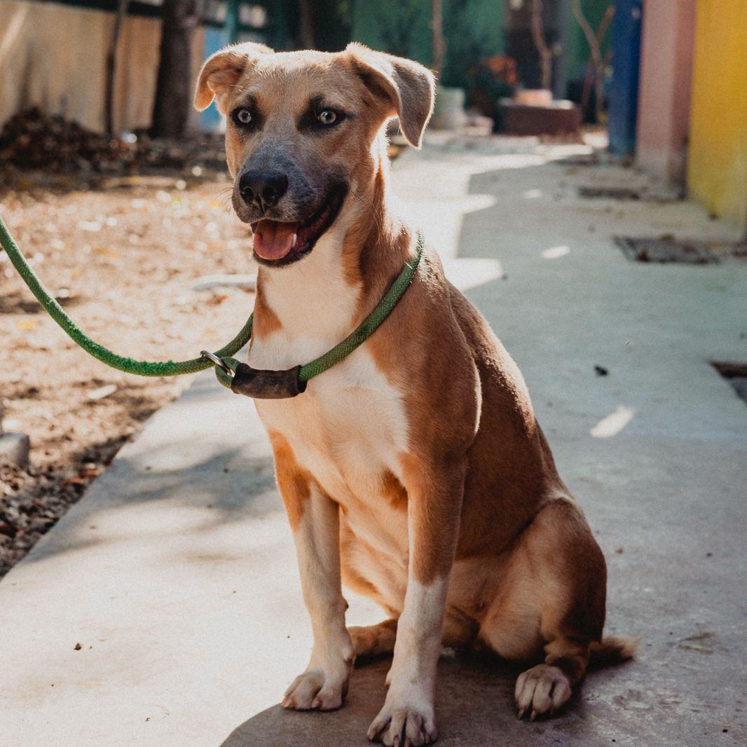 Muffin, ADOPTABLE, Young Male Whippet & Labrador Retriever.