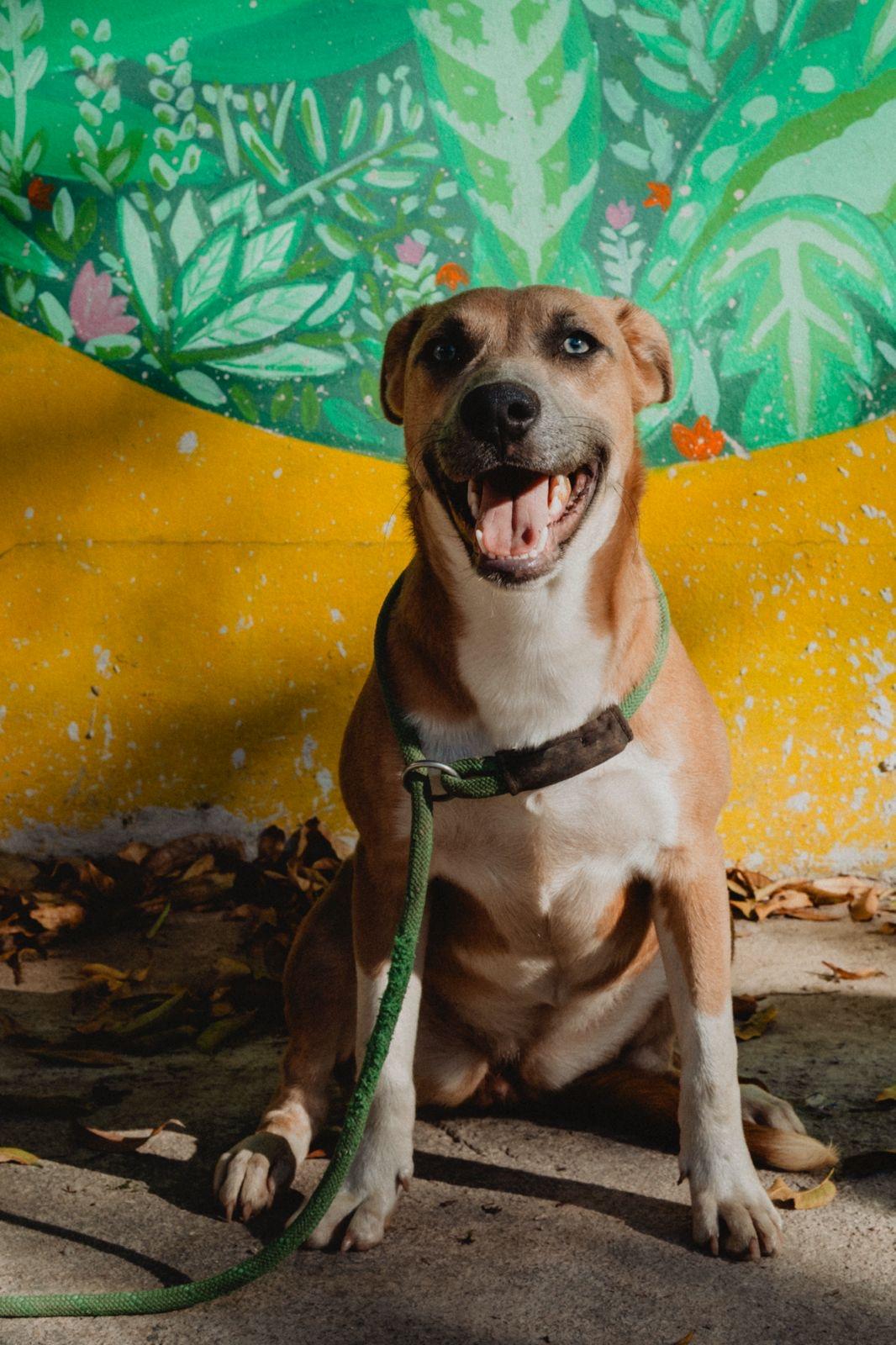 Enlarge Muffin, a ADOPTABLE mixed breed in New York, NY image 4/6