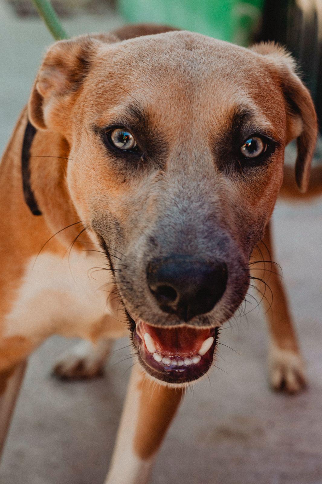 Enlarge Muffin, a ADOPTABLE mixed breed in New York, NY image 6/6