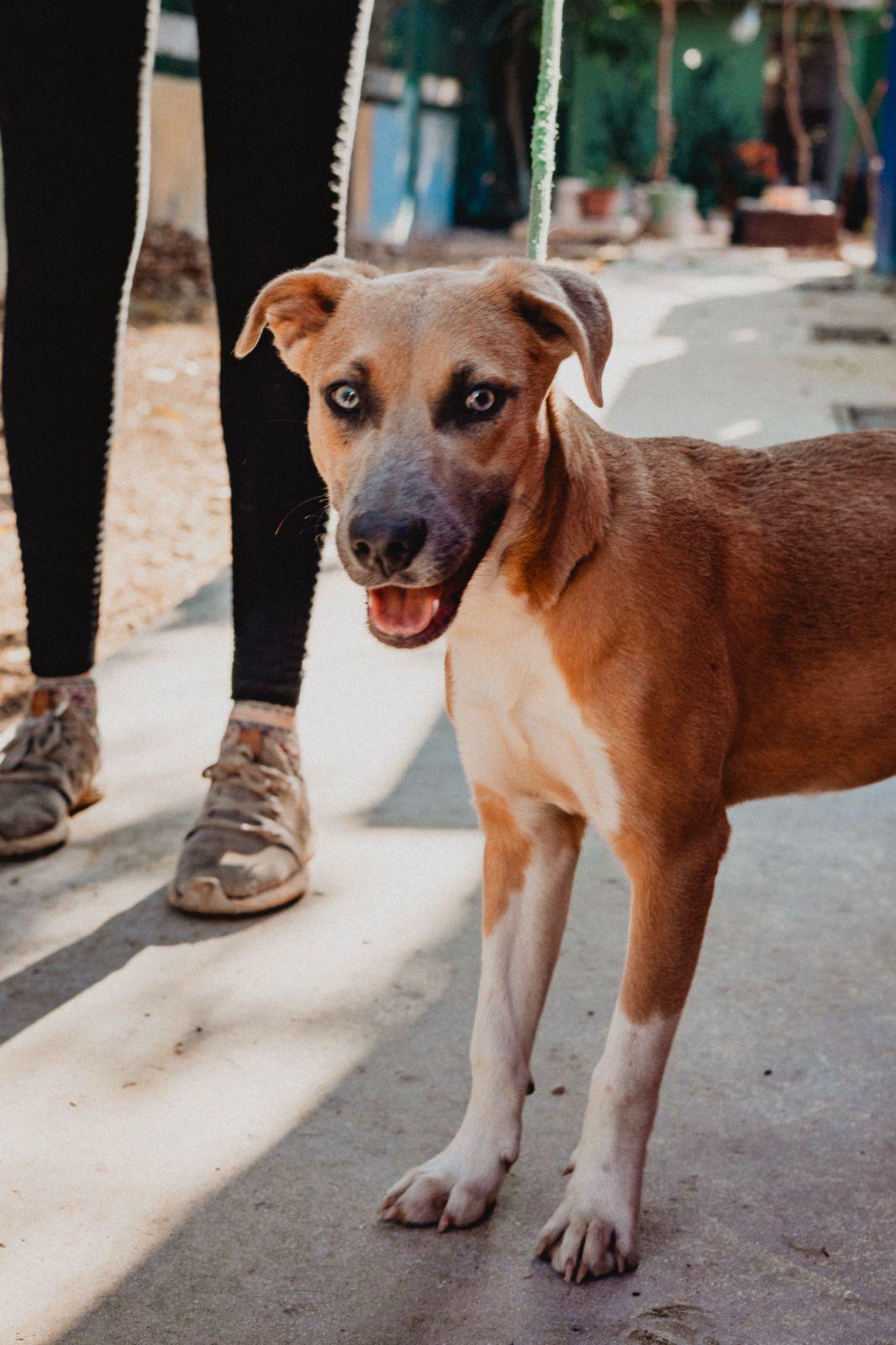 Enlarge Muffin, a ADOPTABLE mixed breed in New York, NY image 5/6