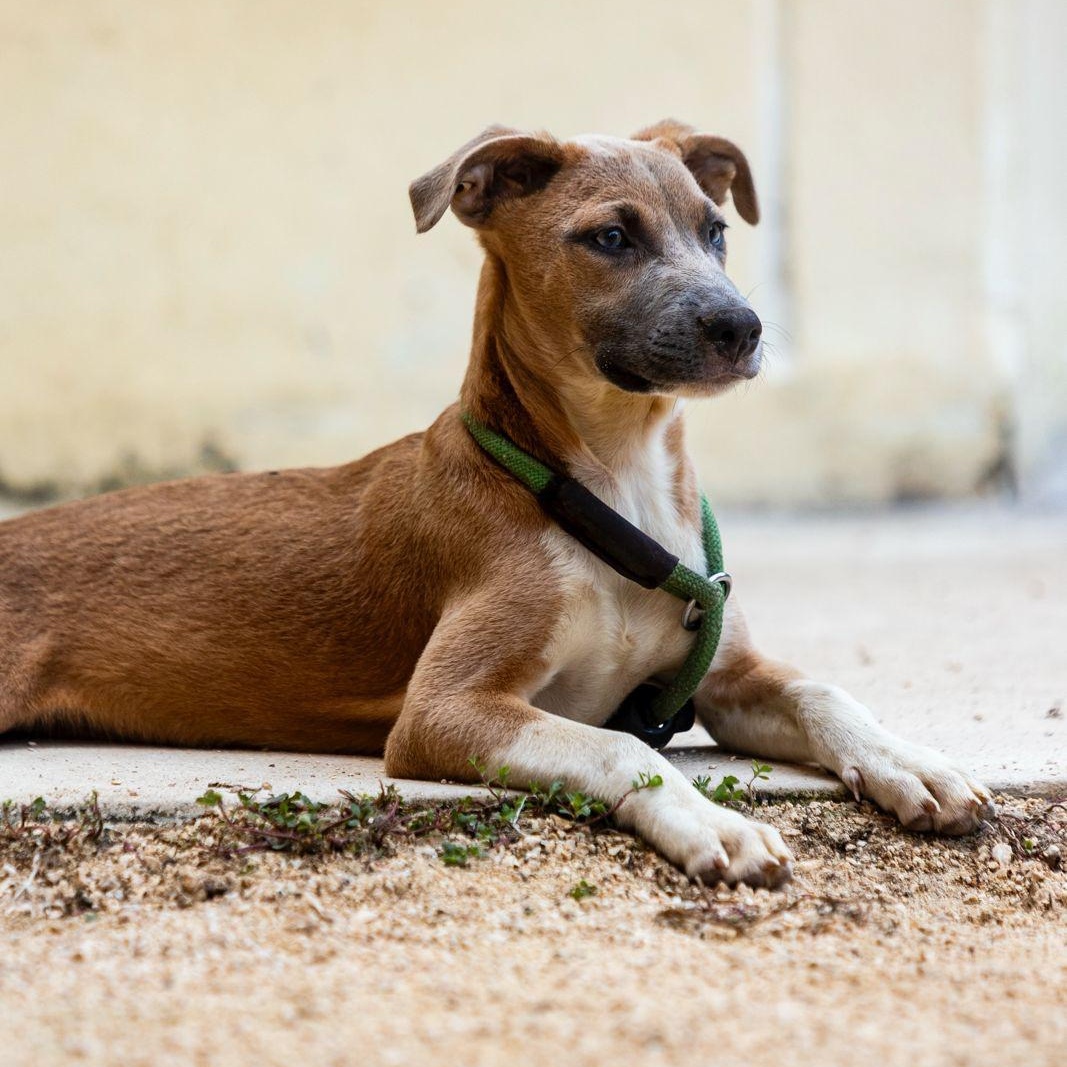 Enlarge Muffin, a ADOPTABLE mixed breed in New York, NY image 2/6
