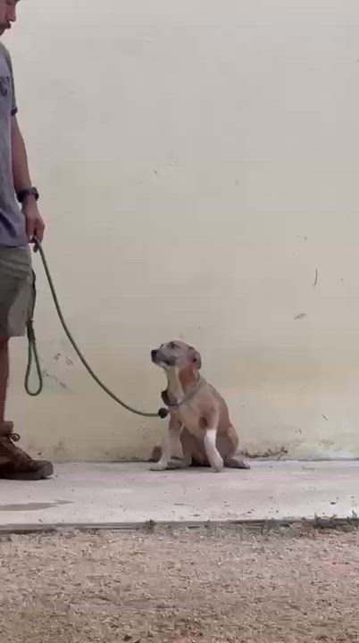 Enlarge Muffin, a ADOPTABLE mixed breed in New York, NY video 3/6