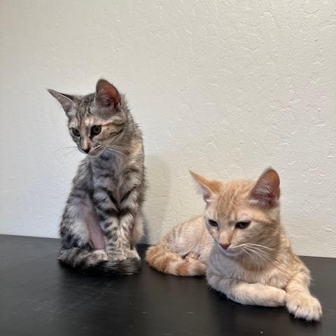 Enlarge Darla and Galinda, a Adoptable mixed breed in Placerville , CA image 5/6