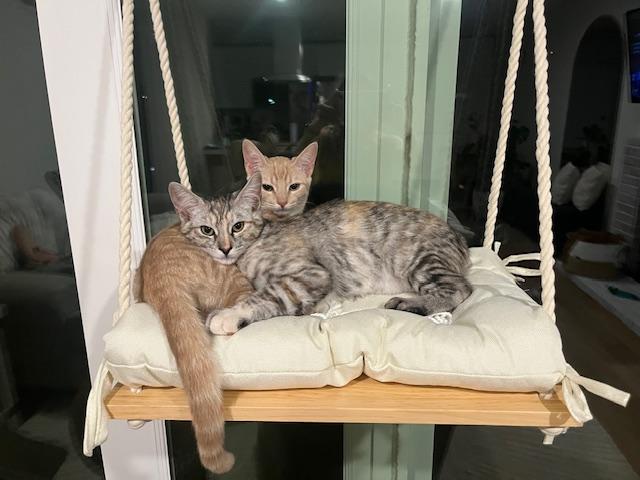 Darla and Galinda, Adoptable, Young Female Domestic Short Hair & Tabby.