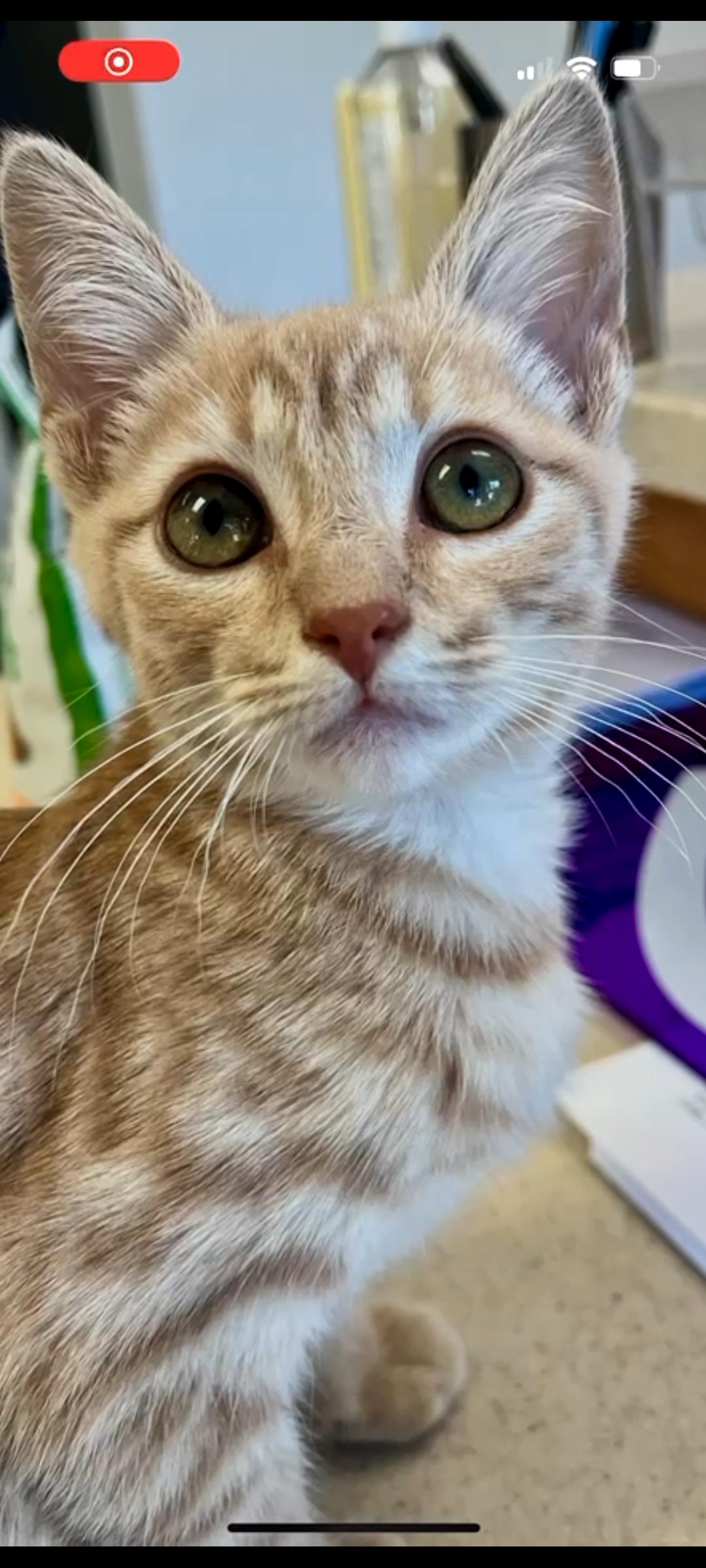 Enlarge Darla and Galinda, a Adoptable mixed breed in Placerville , CA image 4/6