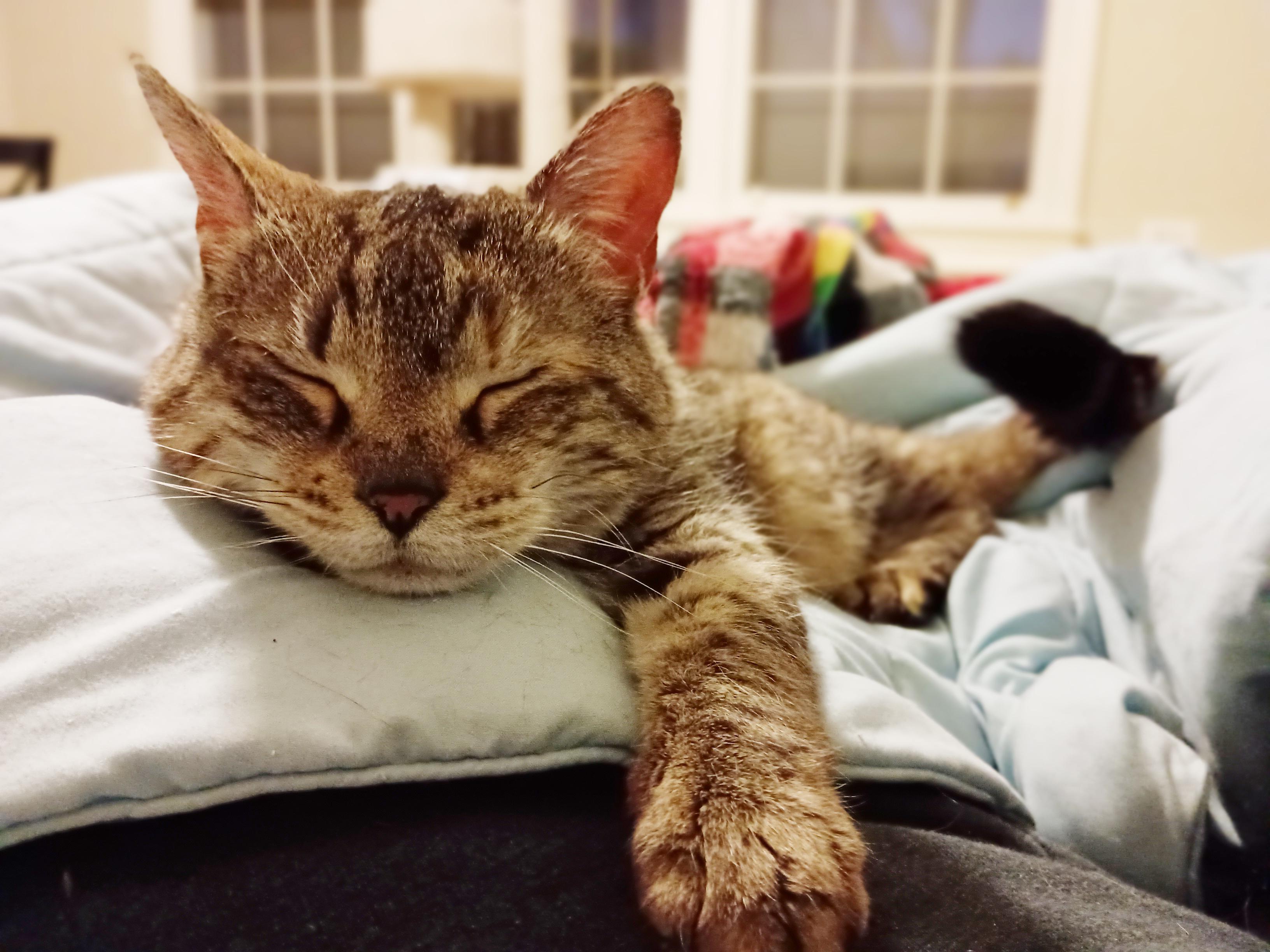 Ginger