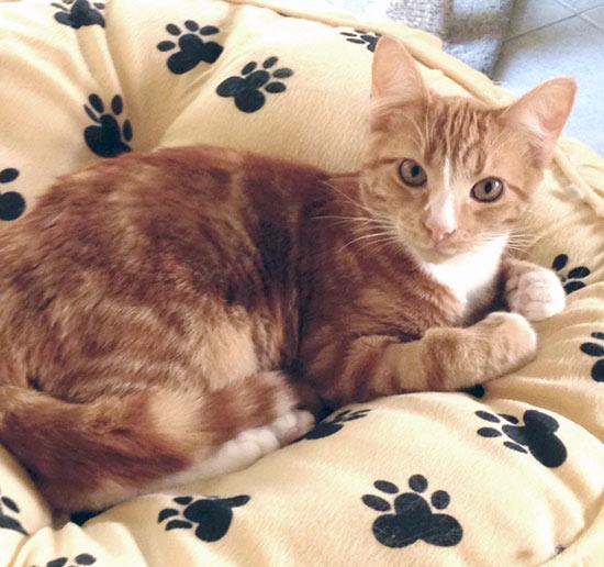 Enlarge TUCKER, a Adopted Tabby in Alameda, CA image 1/3