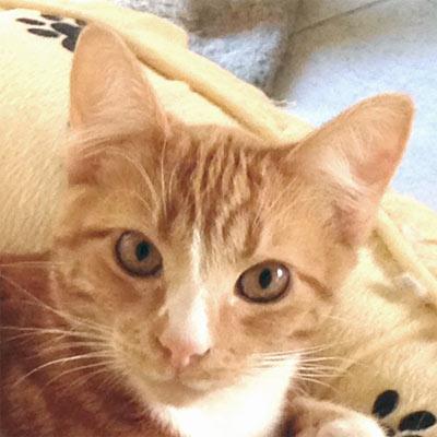 Enlarge TUCKER, a Adopted Tabby in Alameda, CA image 2/3