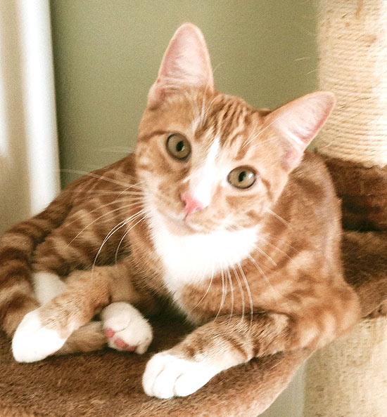 Enlarge TUCKER, a Adopted Tabby in Alameda, CA image 3/3