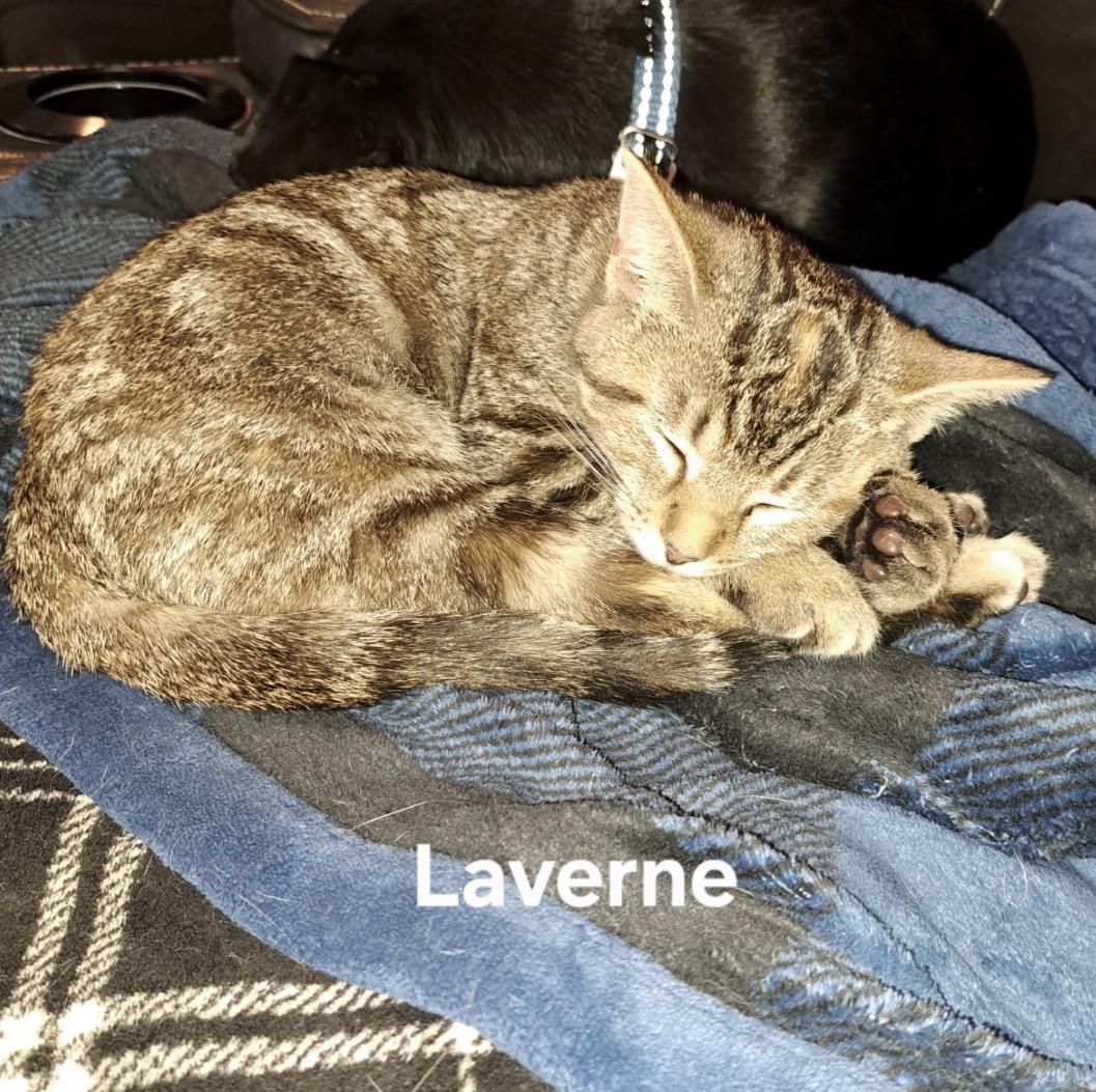 Laverne thumbnail 3