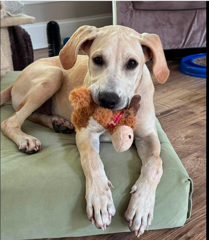 Otis, a ADOPTABLE mixed breed in Eutawville, SC image 1/3