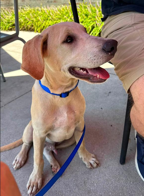Otis, a ADOPTABLE mixed breed in Eutawville, SC image 2/3