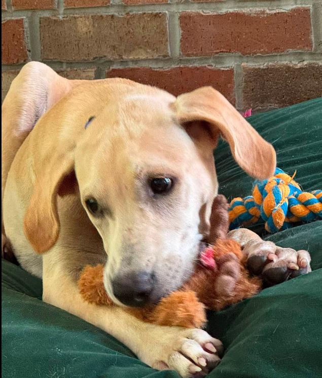 Otis, a ADOPTABLE mixed breed in Eutawville, SC image 3/3