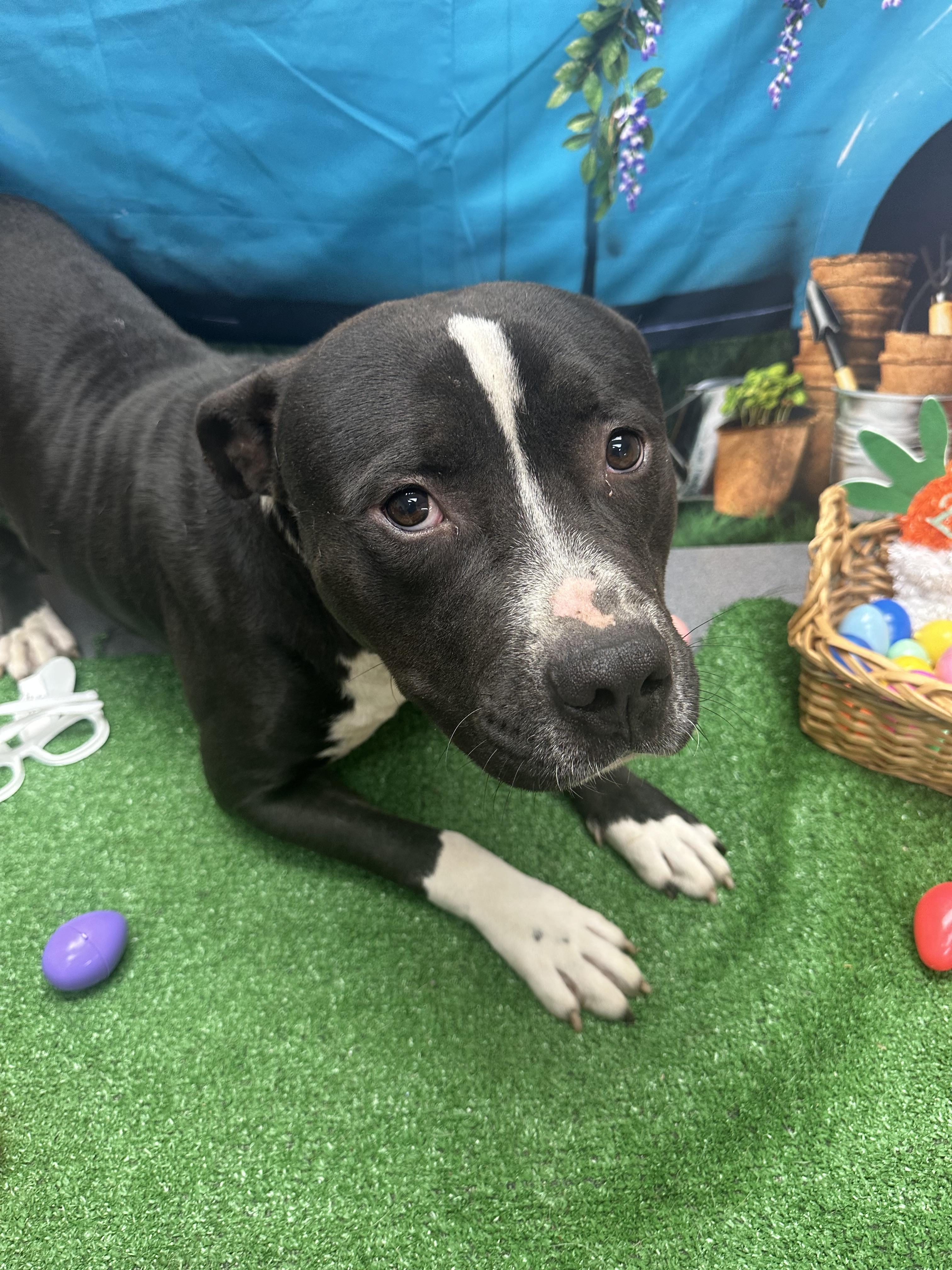 Enlarge Brock, a ADOPTABLE Pit Bull Terrier in Statesboro, GA image 2/3