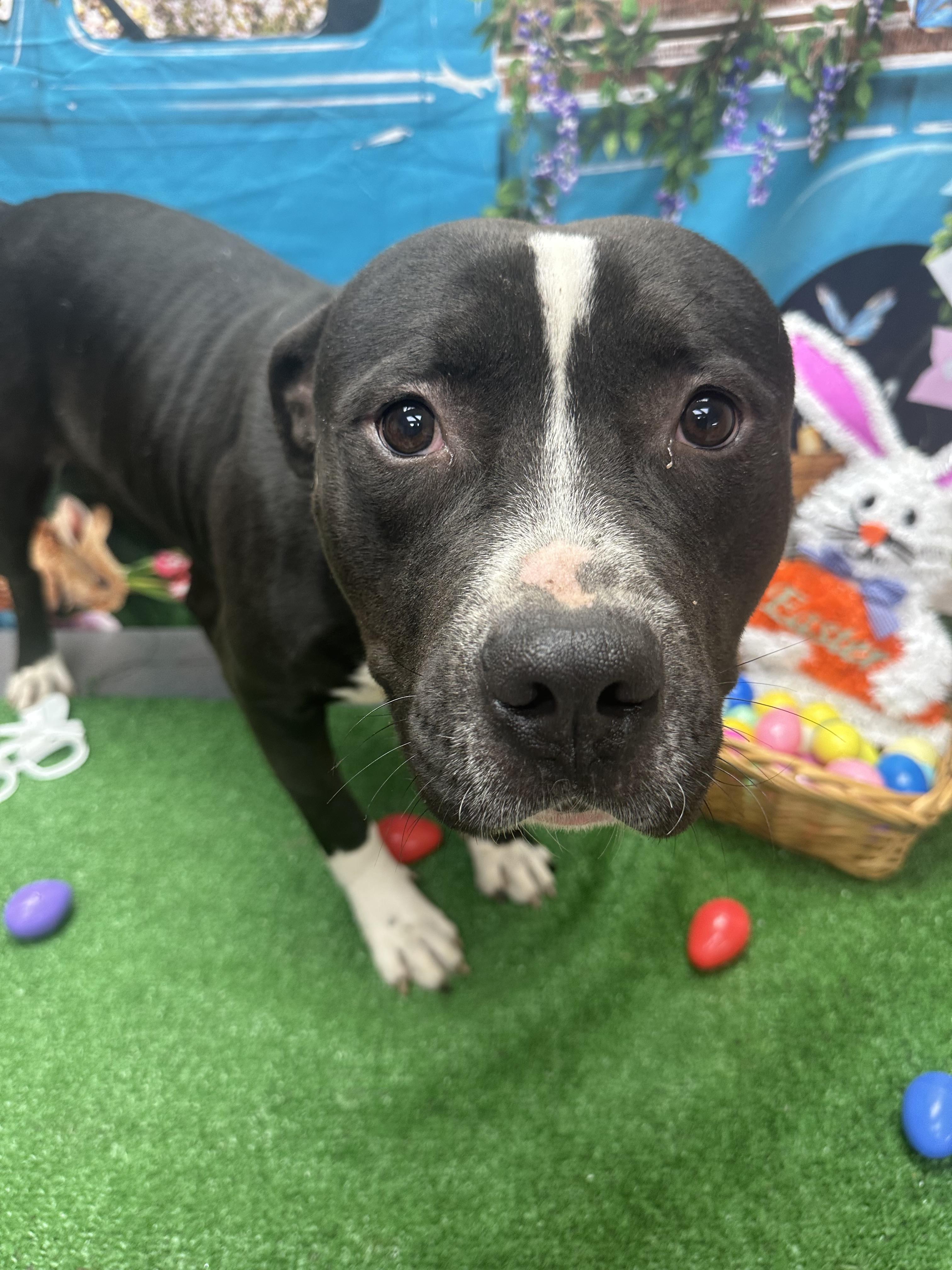 Enlarge Brock, a ADOPTABLE Pit Bull Terrier in Statesboro, GA image 3/3