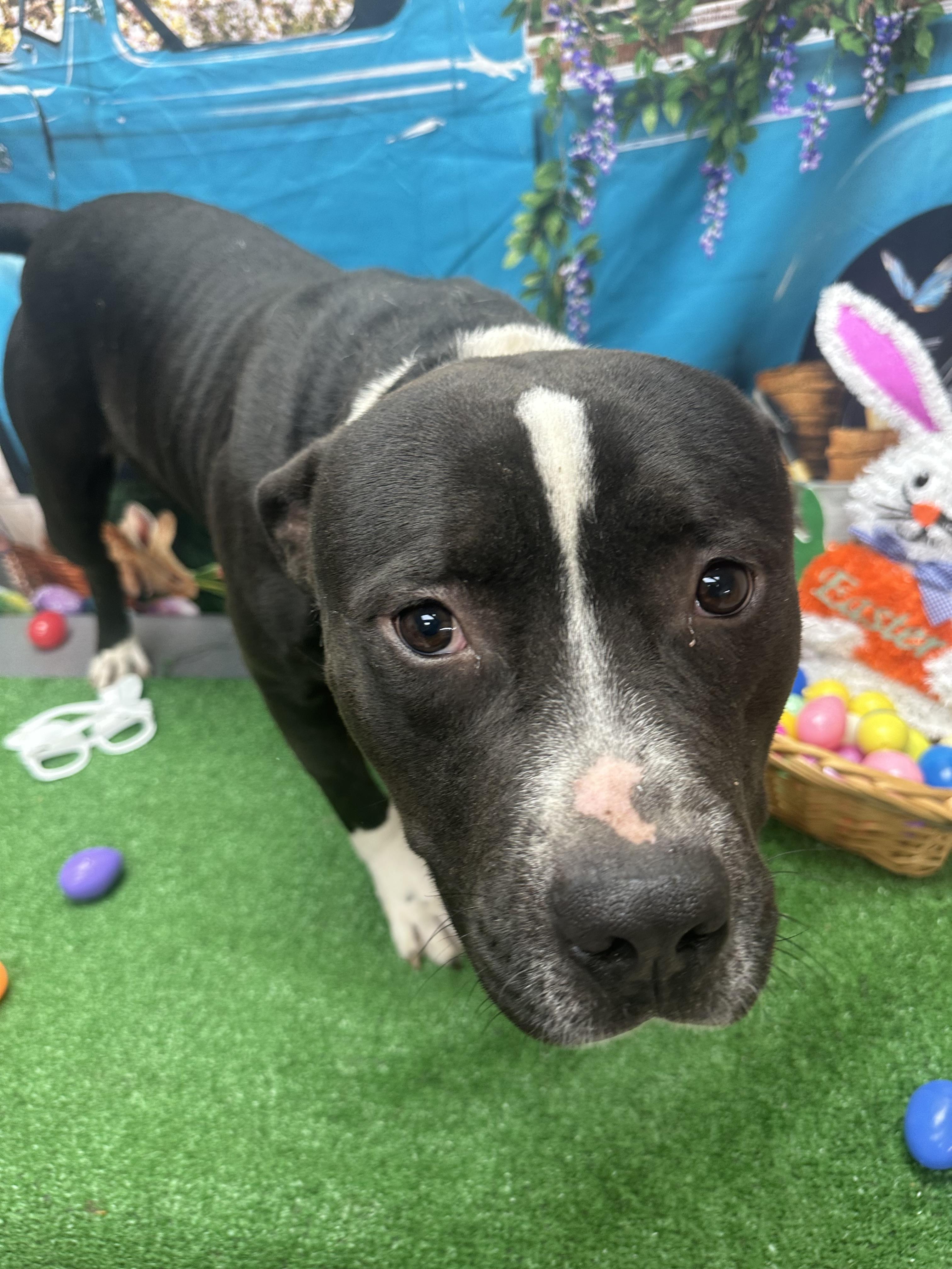 Enlarge Brock, a ADOPTABLE Pit Bull Terrier in Statesboro, GA image 1/3