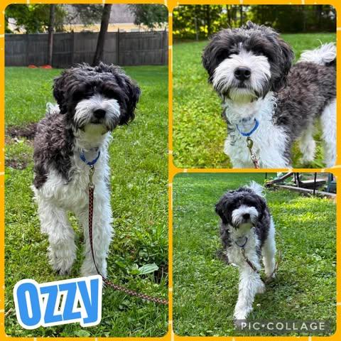 Ozzy, ADOPTABLE, Puppy Male Poodle & Shih Tzu.