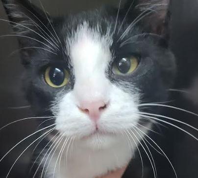 Zoloft, adopted, Young Male Domestic Short Hair.