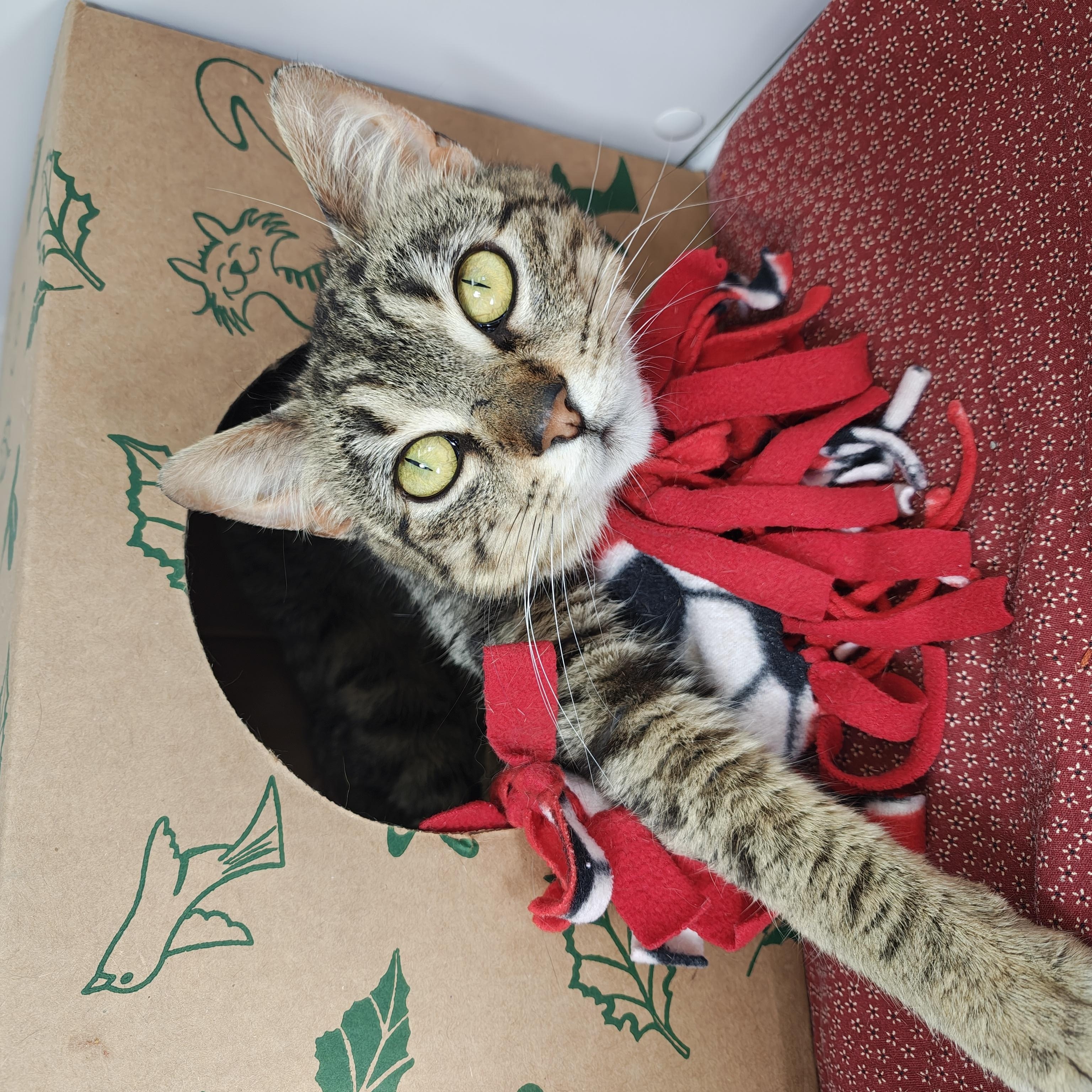 Gutsy, a Adoptable Domestic Short Hair in Oconto, WI image 2/3