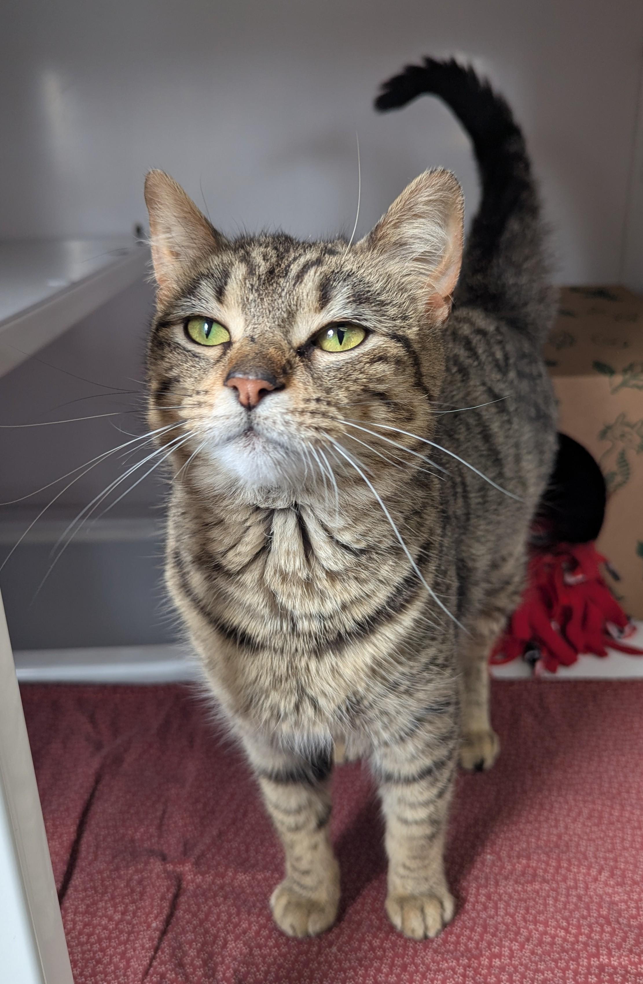 Gutsy, a Adoptable Domestic Short Hair in Oconto, WI image 3/3