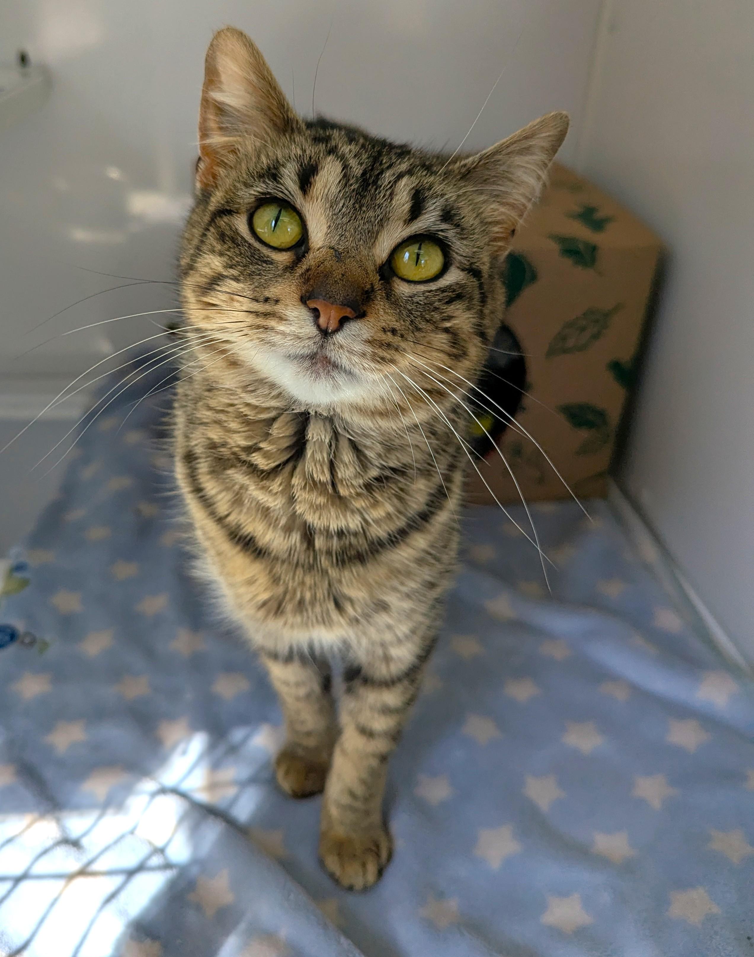 Gutsy, Adoptable, Adult Female Domestic Short Hair.