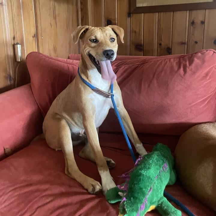 Enlarge Bama, a Adoptable mixed breed in Selma, AL image 3/5