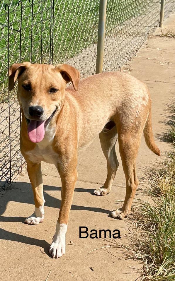 Enlarge Bama, a Adoptable mixed breed in Selma, AL image 4/5