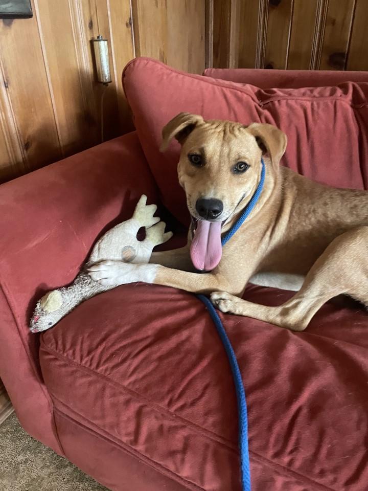 Bama, Adoptable, Young Male Carolina Dog & Labrador Retriever.