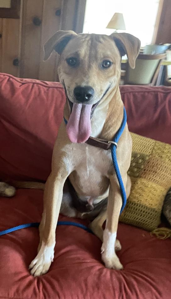 Enlarge Bama, a Adoptable mixed breed in Selma, AL image 2/5