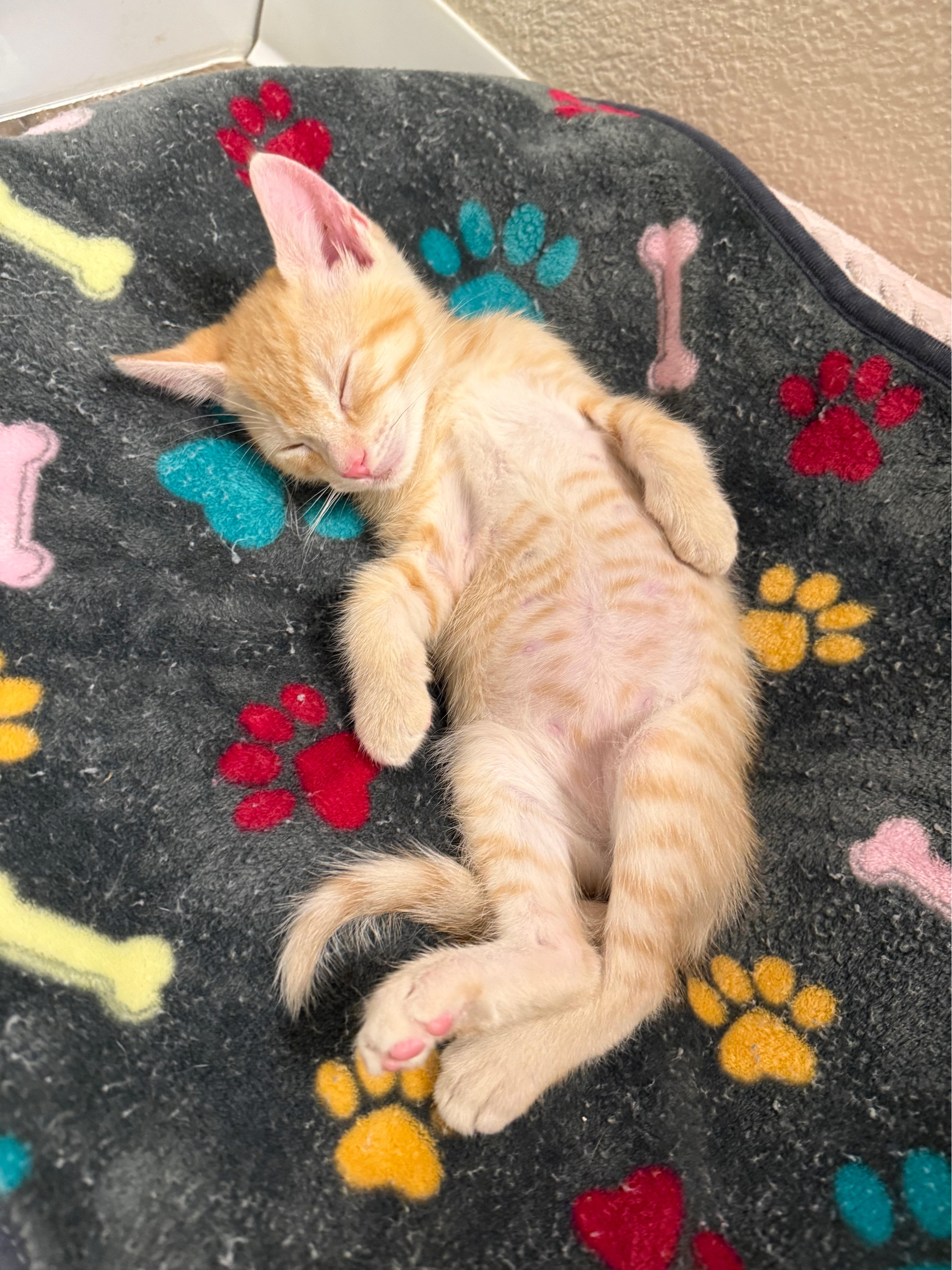 Enlarge Ginger, an adopted Domestic Short Hair in Hillsboro, OR image 5/5