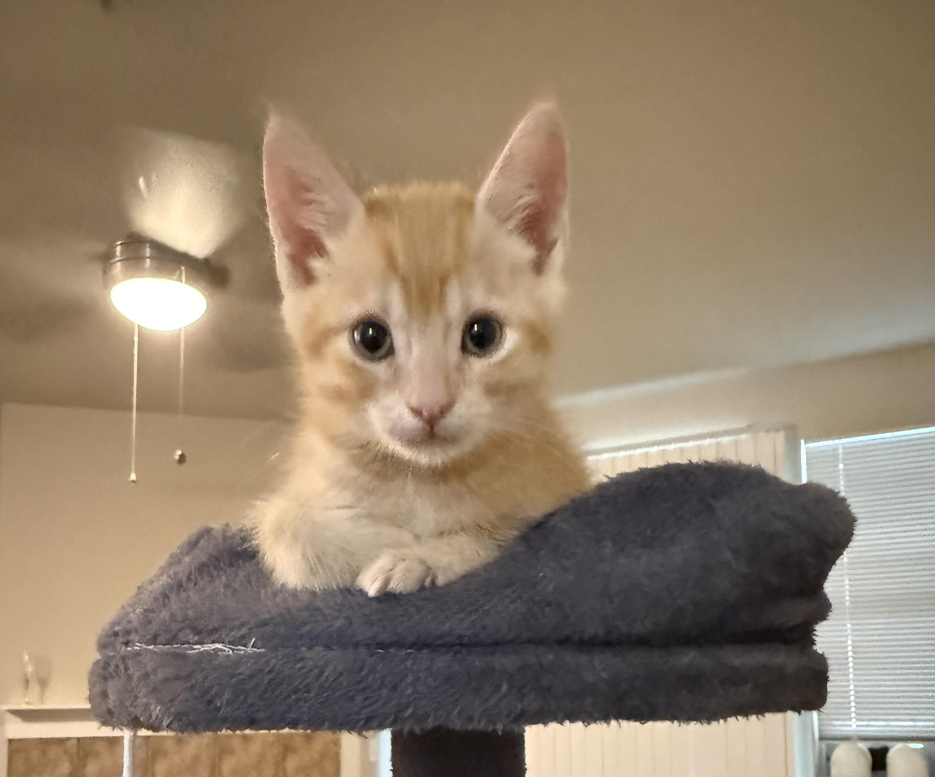 Enlarge Ginger, an adopted Domestic Short Hair in Hillsboro, OR image 1/5