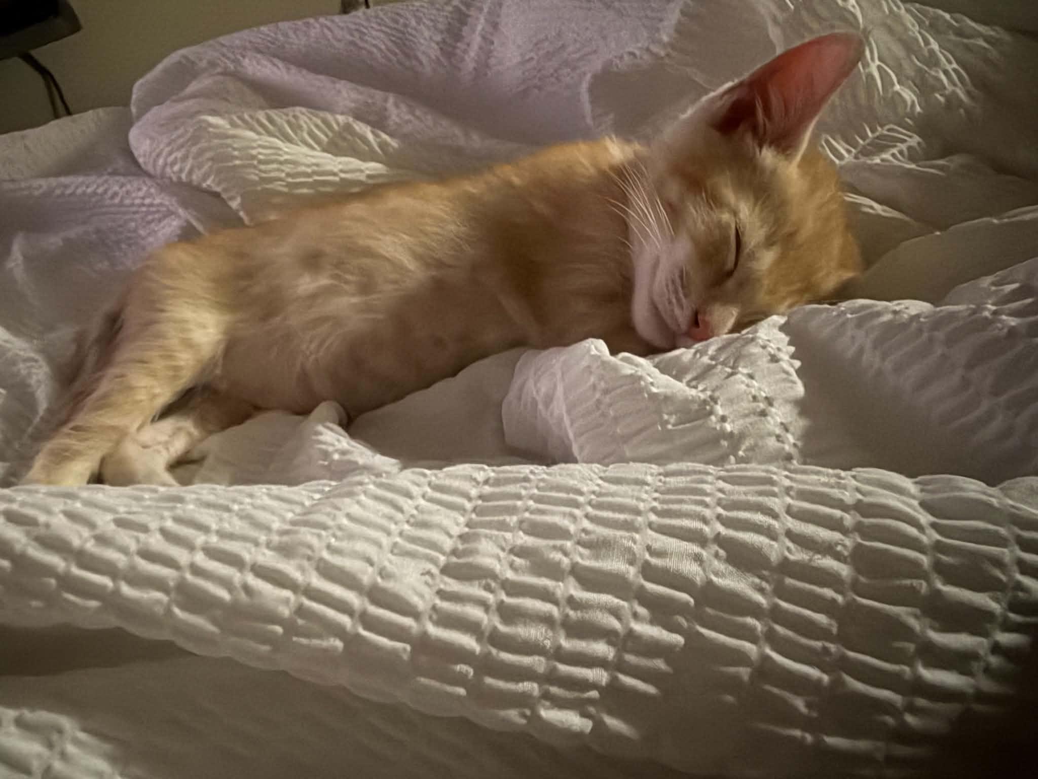 Enlarge Ginger, an adopted Domestic Short Hair in Hillsboro, OR image 2/5